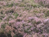 B-Ireland010