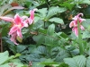 B-Ireland017