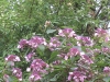 B-Ireland018A