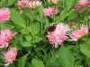 B-Ireland023