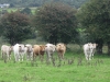 B-Ireland033